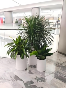 超实用奉化绿化修剪方案，城市颜值up！